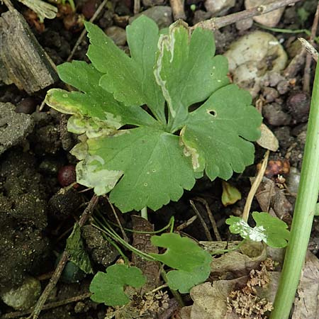 Ranunculus pseudalsaticus / False Alsacian Goldilocks, F Colmar 29.4.2016