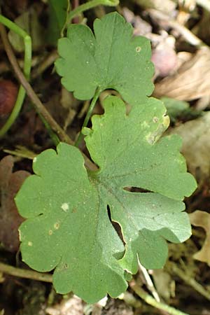 Ranunculus pseudalsaticus \ Falscher Elssser Gold-Hahnenfu / False Alsacian Goldilocks, F Colmar 29.4.2016