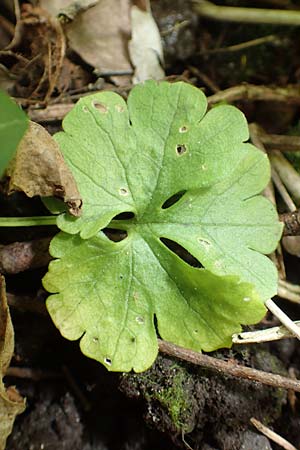 Ranunculus pseudalsaticus \ Falscher Elssser Gold-Hahnenfu / False Alsacian Goldilocks, F Colmar 29.4.2016