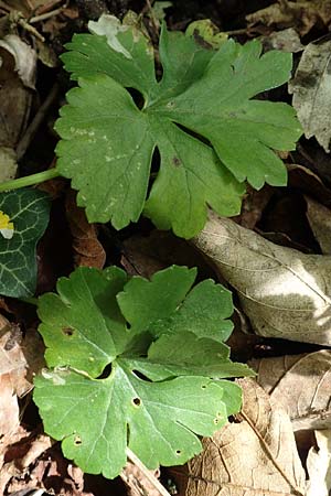 Ranunculus pseudalsaticus / False Alsacian Goldilocks, F Colmar 29.4.2016