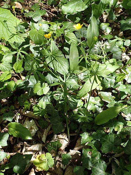 Ranunculus pseudalsaticus / False Alsacian Goldilocks, F Colmar 29.4.2016