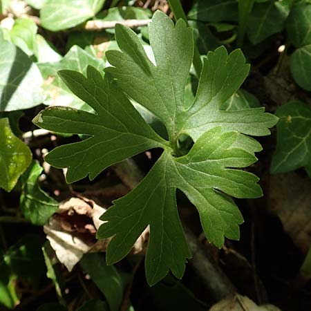 Ranunculus pseudalsaticus \ Falscher Elssser Gold-Hahnenfu, F Colmar 29.4.2016