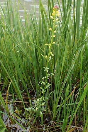 Barbarea bracteosa \ Deckblatt-Barbarakraut / Bracteous Winter Cress, F Col de la Bonette 8.7.2016