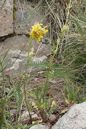 Sisymbrium austriacum \ sterreicher Rauke, F Col de la Bonette 8.7.2016