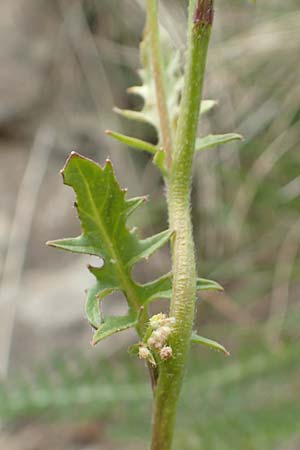 Sisymbrium austriacum \ sterreicher Rauke, F Col de la Bonette 8.7.2016