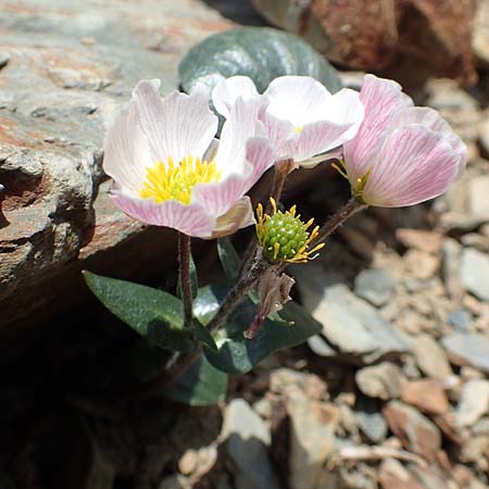 Ranunculus parnassifolius \ Herzblttriger Hahnenfu / Parnassus-Leaved Buttercup, F Pyrenäen/Pyrenees, Puigmal 1.8.2018