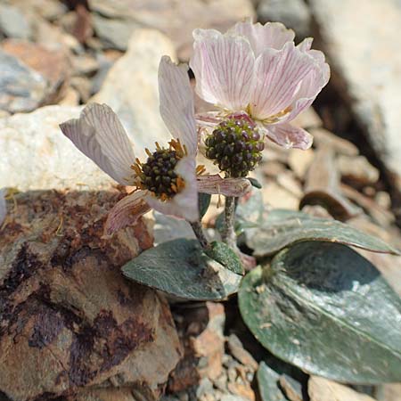 Ranunculus parnassifolius \ Herzblttriger Hahnenfu, F Pyrenäen, Puigmal 1.8.2018