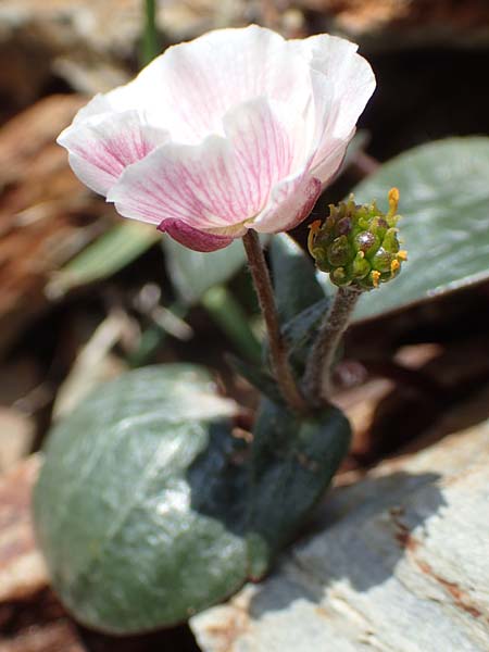Ranunculus parnassifolius \ Herzblttriger Hahnenfu / Parnassus-Leaved Buttercup, F Pyrenäen/Pyrenees, Puigmal 1.8.2018