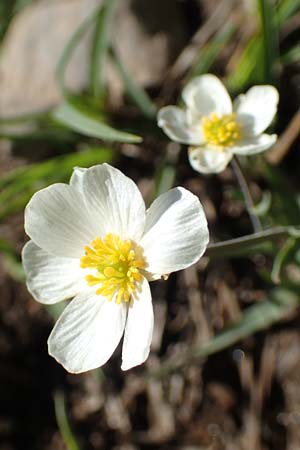 Ranunculus pyrenaeus \ Pyrenen-Hahnenfu / Pyrenean Buttercup, F Pyrenäen/Pyrenees, Mont Louis 3.8.2018