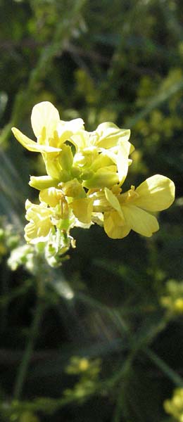 Rapistrum perenne \ Ausdauernder Rapsdotter / Steppe Cabbage, F Mouries 9.6.2006