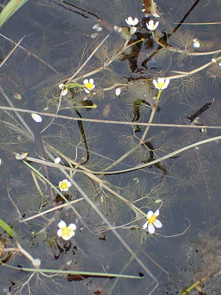 Ranunculus rionii \ Rions Wasser-Hahnenfuß, F Lothringen, Marsal 28.4.2023