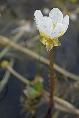 Ranunculus rionii \ Rions Wasser-Hahnenfu / Rion's Water Crowfoot, F Lothringen/Lorraine, Marsal 28.4.2023