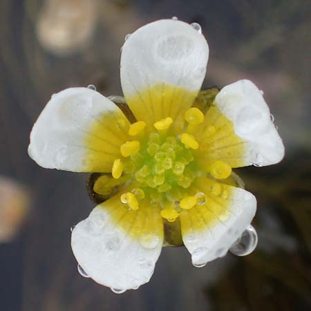 Ranunculus rionii \ Rions Wasser-Hahnenfu / Rion's Water Crowfoot, F Lothringen/Lorraine, Marsal 28.4.2023