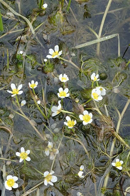 Ranunculus rionii \ Rions Wasser-Hahnenfu / Rion's Water Crowfoot, F Lothringen/Lorraine, Marsal 28.4.2023