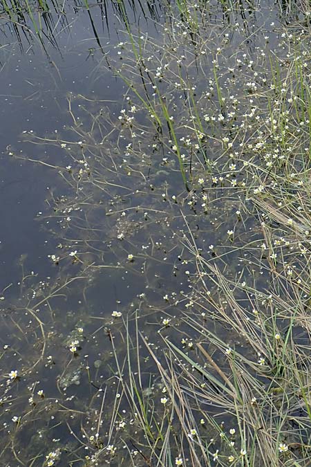 Ranunculus rionii \ Rions Wasser-Hahnenfuß, F Lothringen, Marsal 28.4.2023