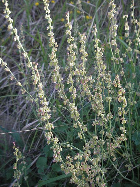 Rumex scutatus \ Schild-Ampfer / French Sorrel, F Jonte - Schlucht / Gorge 8.6.2006