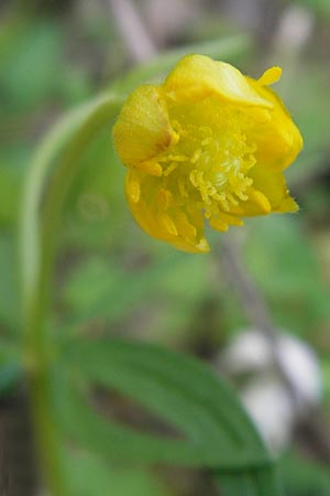 Ranunculus sphinx \ Rtselhafter Gold-Hahnenfu / Mysterious Goldilocks, F Sierentz 13.4.2011