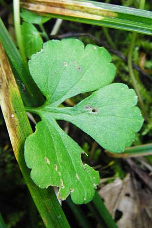 Ranunculus subglechomoides \ Gundermannblttriger Gold-Hahnenfu / Ground-Ivy-Leaved Goldilocks, F Westhouse 18.4.2015