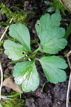 Ranunculus subglechomoides \ Gundermannblttriger Gold-Hahnenfu / Ground-Ivy-Leaved Goldilocks, F Westhouse 18.4.2015