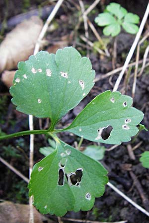 Ranunculus subglechomoides \ Gundermannblttriger Gold-Hahnenfu / Ground-Ivy-Leaved Goldilocks, F Westhouse 18.4.2015