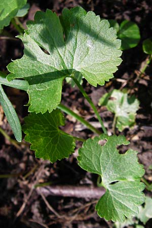 Ranunculus subglechomoides \ Gundermannblttriger Gold-Hahnenfu / Ground-Ivy-Leaved Goldilocks, F Westhouse 18.4.2015