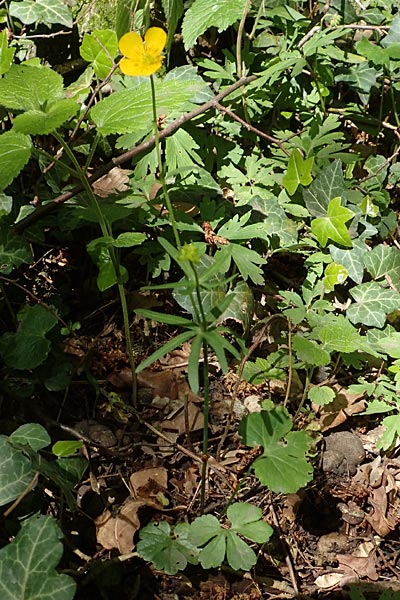 Ranunculus suprasilvaticus \ Oberwald-Gold-Hahnenfu, F Mussig 29.4.2016