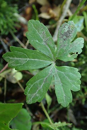 Ranunculus suprasilvaticus \ Oberwald-Gold-Hahnenfu, F Mussig 29.4.2016