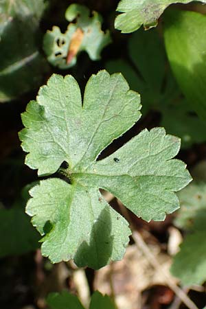 Ranunculus suprasilvaticus \ Oberwald-Gold-Hahnenfu / Oberwald Goldilocks, F Mussig 29.4.2016