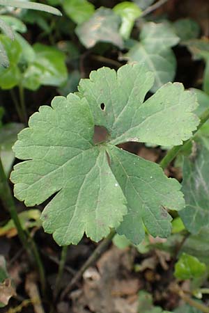 Ranunculus suprasilvaticus \ Oberwald-Gold-Hahnenfu / Oberwald Goldilocks, F Mussig 29.4.2016