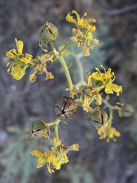 Ruta angustifolia \ Schmalblttrige Raute / Narrow-Leaved Rue, F Mouries 9.6.2006