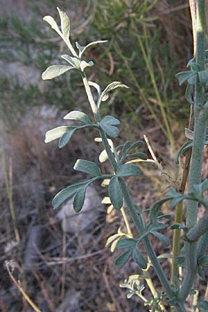 Ruta angustifolia \ Schmalblttrige Raute / Narrow-Leaved Rue, F Mouries 9.6.2006