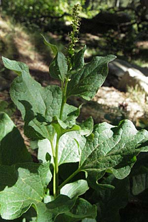 Blitum bonus-henricus \ Guter Heinrich / Good King Henry, F Pyrenäen/Pyrenees, Eyne 9.8.2006