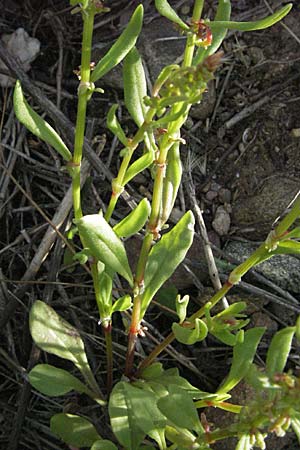 Rumex bucephalophorus subsp. gallicus \ Stierkopf-Ampfer / Horned Dock, F Maures, Bois de Rouquan 12.5.2007