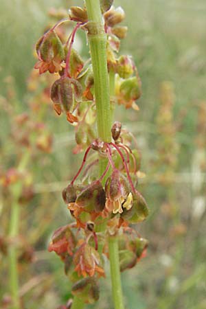 Rumex tingitanus / Tangier Sorrel, F Camargue 13.5.2007