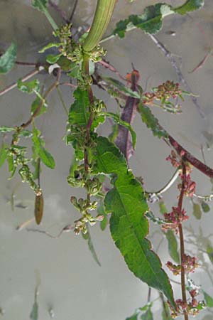 Rumex crispus \ Krauser Ampfer / Curled Dock, F Dept. Aveyron,  Tiergues 15.5.2007