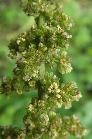 Blitum bonus-henricus \ Guter Heinrich / Good King Henry, F Col de l'Allimas 17.5.2007