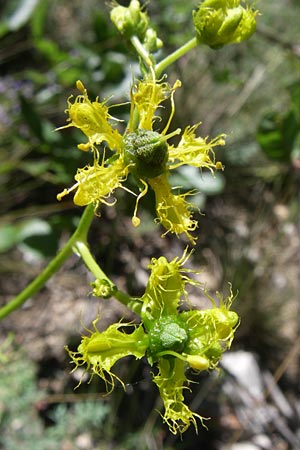 Ruta angustifolia \ Schmalblttrige Raute / Narrow-Leaved Rue, F Grand Canyon du Verdon 23.6.2008