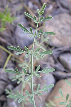 Ruta angustifolia \ Schmalblttrige Raute, F Rivesaltes 24.6.2008