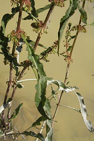 Rumex crispus \ Krauser Ampfer / Curled Dock, F Causse du Larzac 3.6.2009