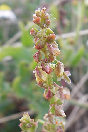 Rumex tingitanus \ Tanger-Ampfer / Tangier Sorrel, F Sète 4.6.2009