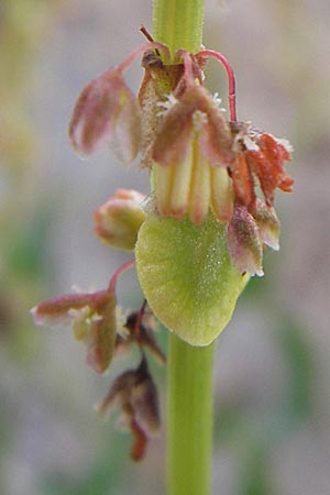 Rumex tingitanus \ Tanger-Ampfer, F Sète 4.6.2009