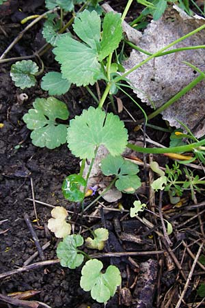 Ranunculus pleiophyllus \ Vollblttriger Gold-Hahnenfu / Filled-Leaved Goldilocks, F Ostheim 18.4.2015