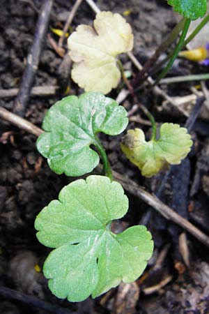 Ranunculus pleiophyllus \ Vollblttriger Gold-Hahnenfu / Filled-Leaved Goldilocks, F Ostheim 18.4.2015