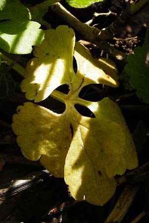 Ranunculus pleiophyllus \ Vollblttriger Gold-Hahnenfu / Filled-Leaved Goldilocks, F Ostheim 18.4.2015