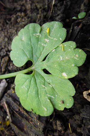 Ranunculus pleiophyllus \ Vollblttriger Gold-Hahnenfu / Filled-Leaved Goldilocks, F Ostheim 18.4.2015