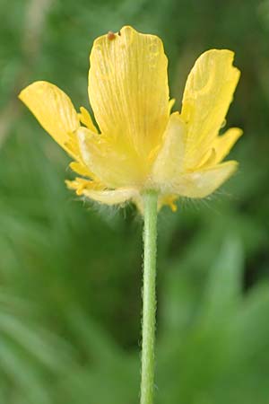 Ranunculus aduncus \ Haken-Hahnenfu / Hooked Buttercup, F Col de la Bonette 8.7.2016