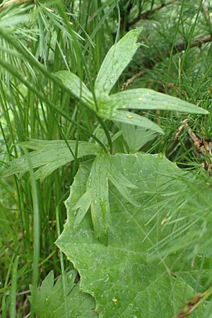 Ranunculus aduncus \ Haken-Hahnenfu / Hooked Buttercup, F Col de la Bonette 8.7.2016