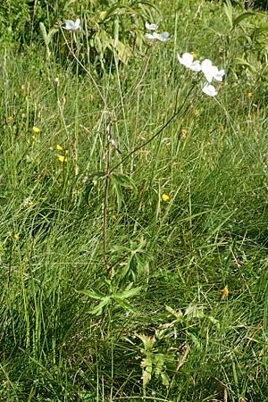 Ranunculus platanifolius \ Platanenblttriger Hahnenfu / Large White Buttercup, F Collet de Allevard 9.7.2016