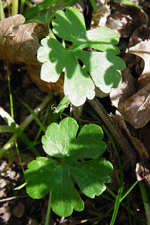 Ranunculus zinselianus \ Zinsel-Gold-Hahnenfu / Zinsel Goldilocks, F Schweighouse-sur-Moder 18.4.2015