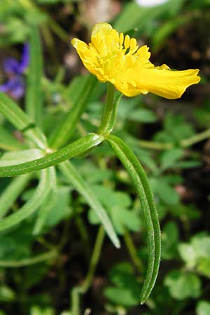 Ranunculus zinselianus \ Zinsel-Gold-Hahnenfu / Zinsel Goldilocks, F Schweighouse-sur-Moder 18.4.2015